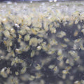 Moina Macropra (Daphnia Magna, Cousin)