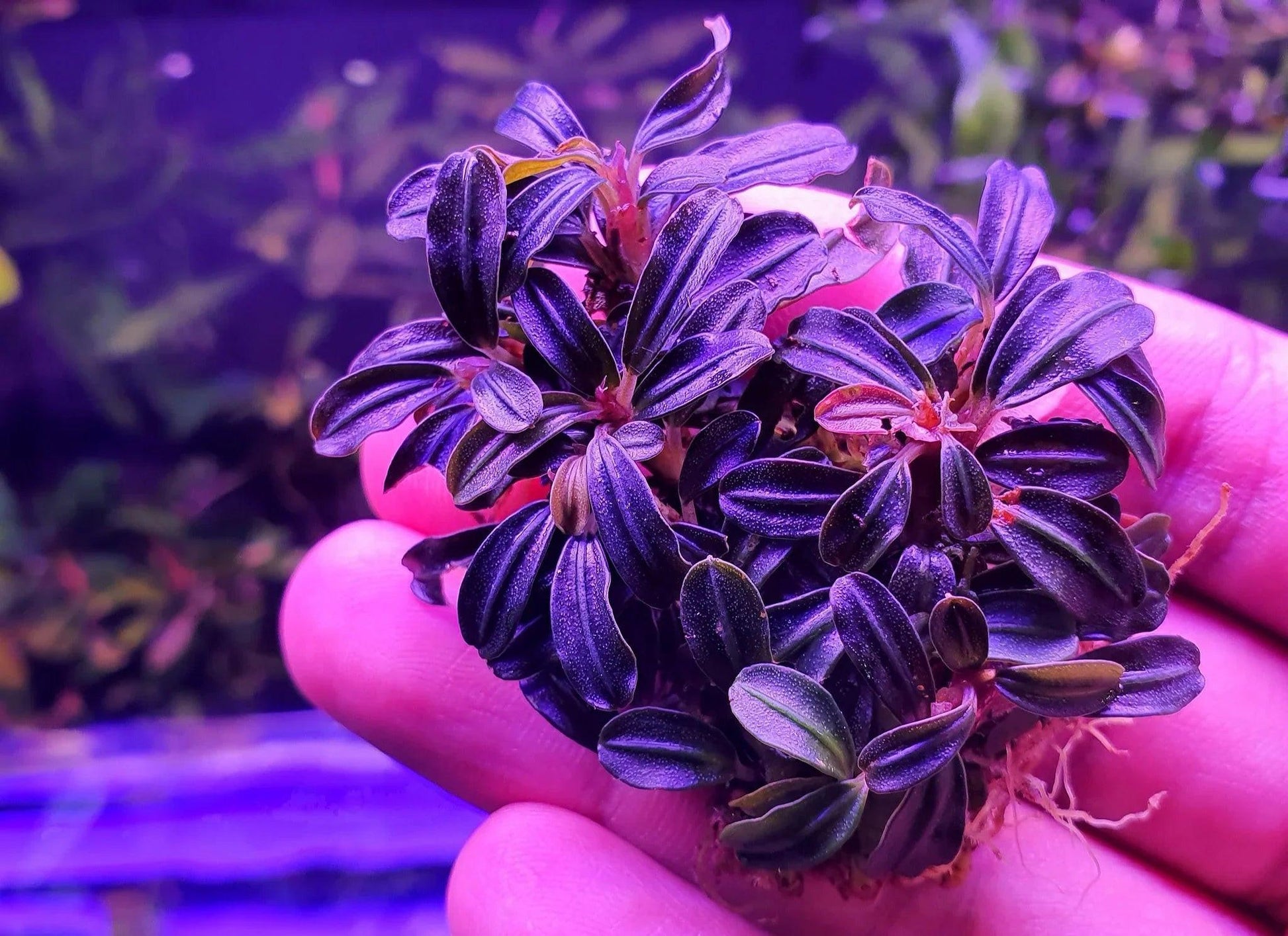 Bucephalandra Brownie Phantom *Emerge grown* (Rare).