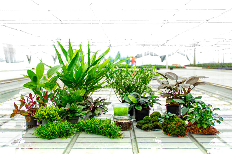 The Nature Gallery Discovery Aquascape Box.