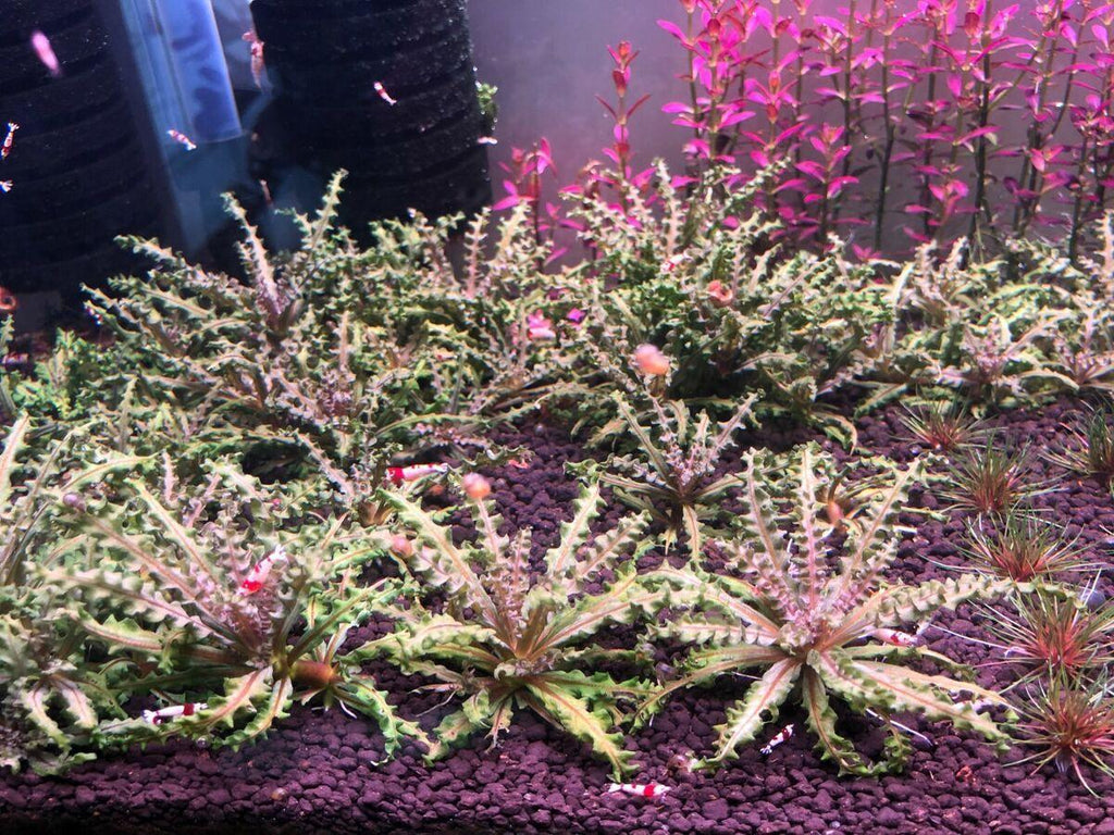 Pogostemon Helferi "Red".