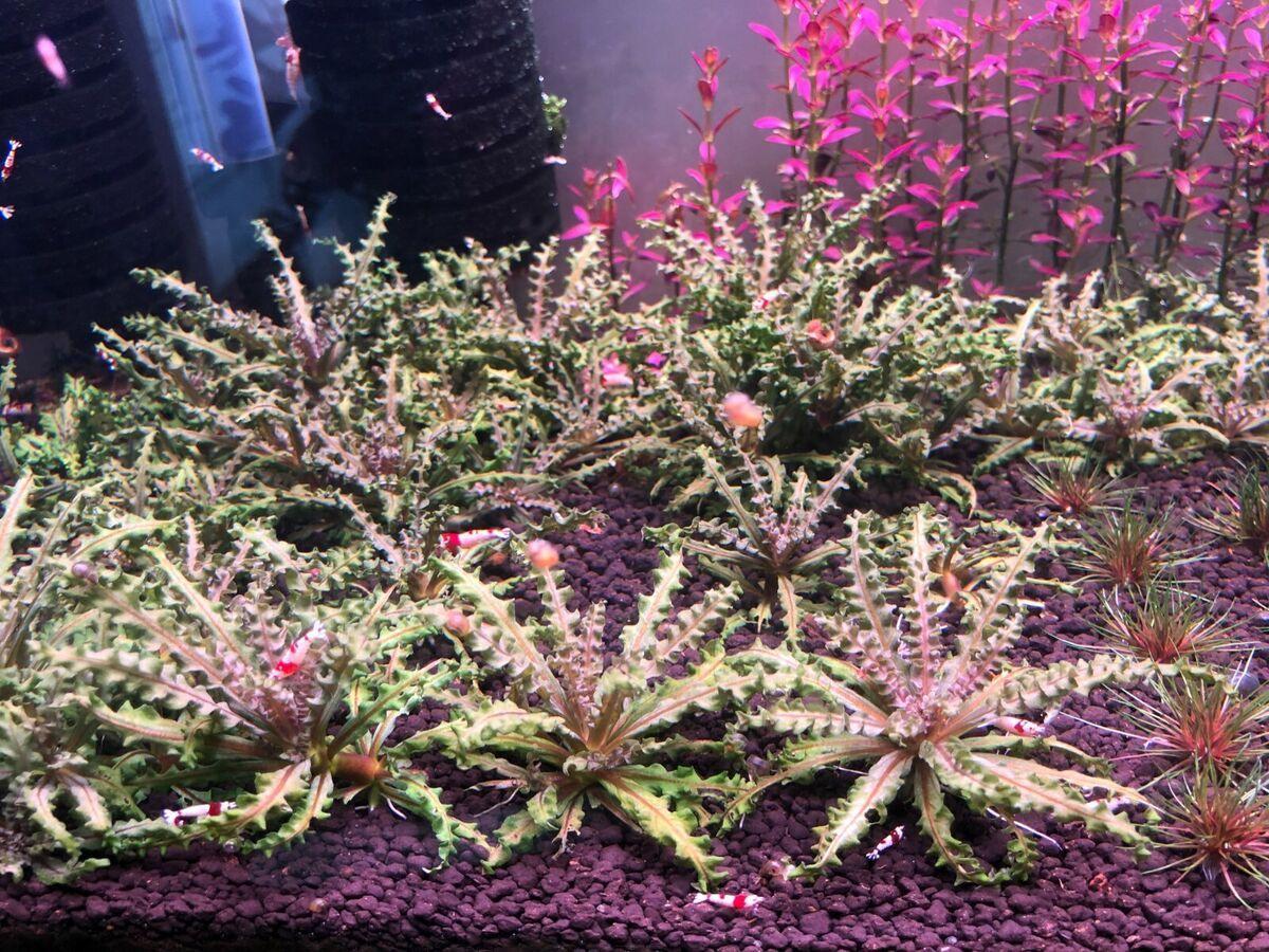 Pogostemon Helferi "Red".