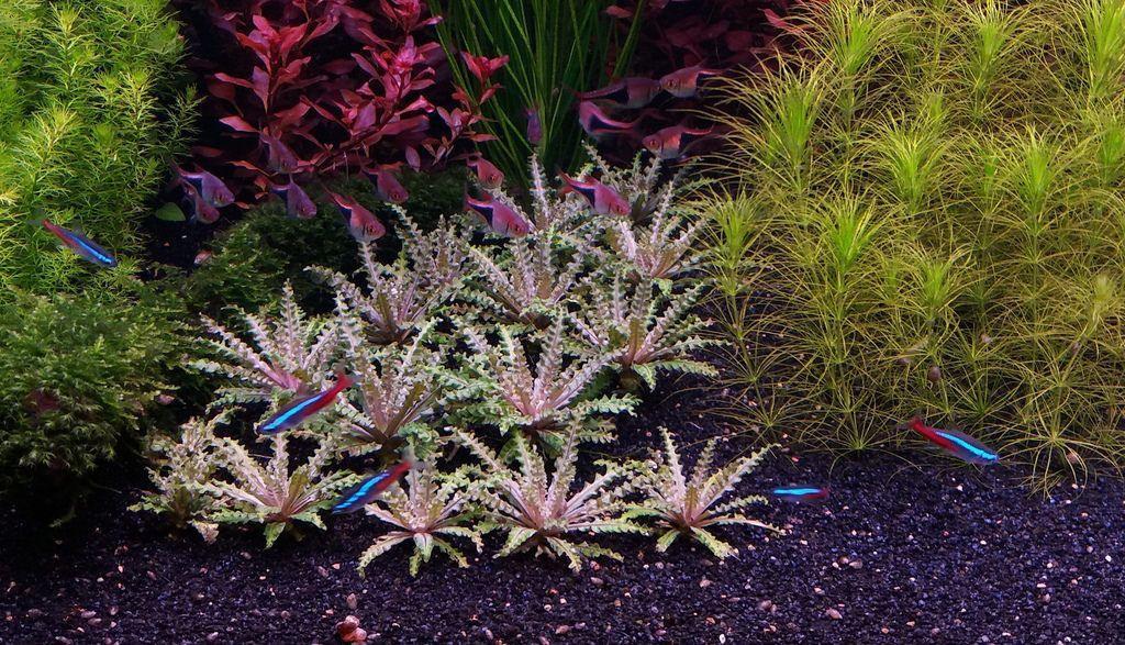 Pogostemon Helferi "Red".