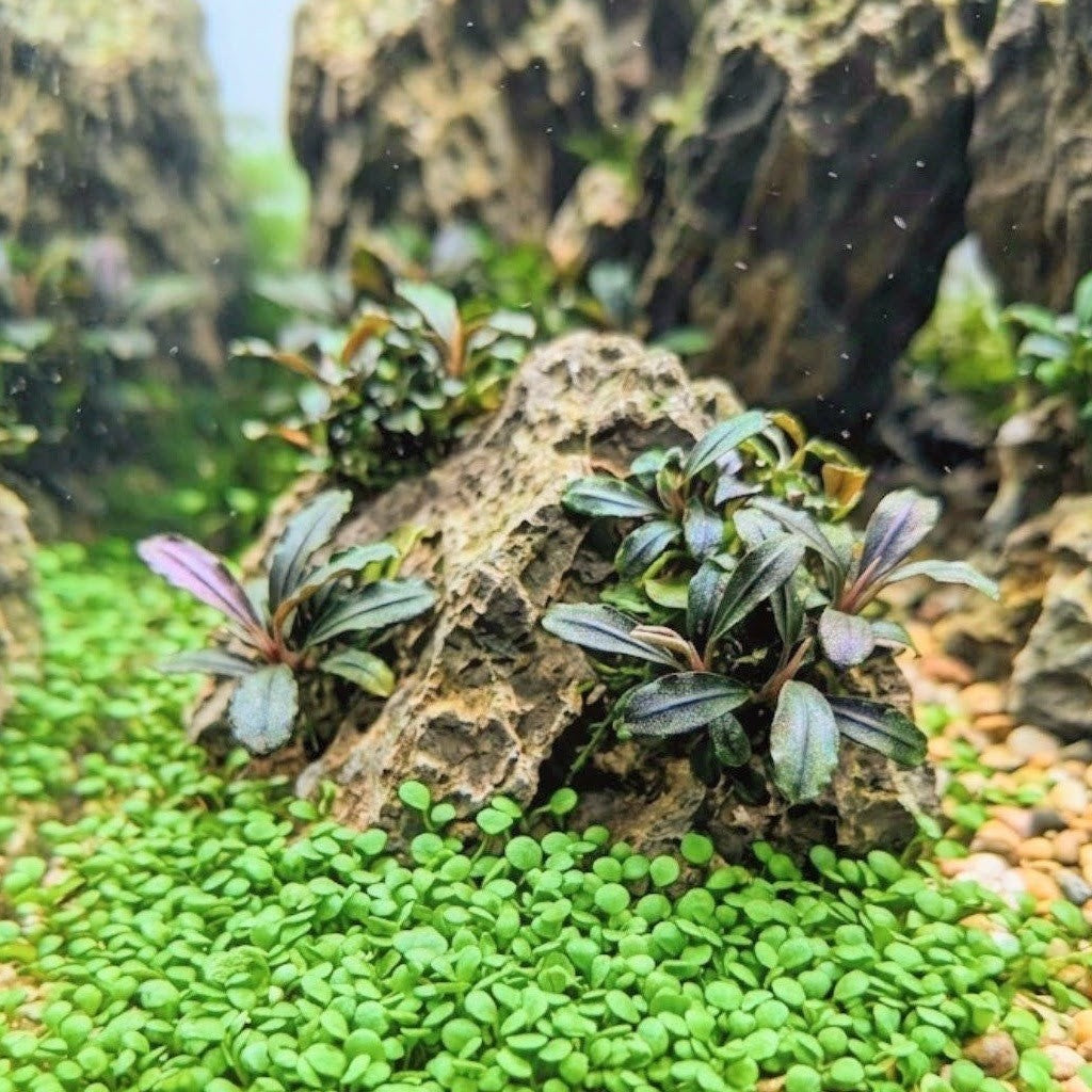 Marsilea Crenata (Ultra Rare - Locally Sourced)