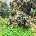 Marsilea Crenata (Ultra Rare - Locally Sourced)