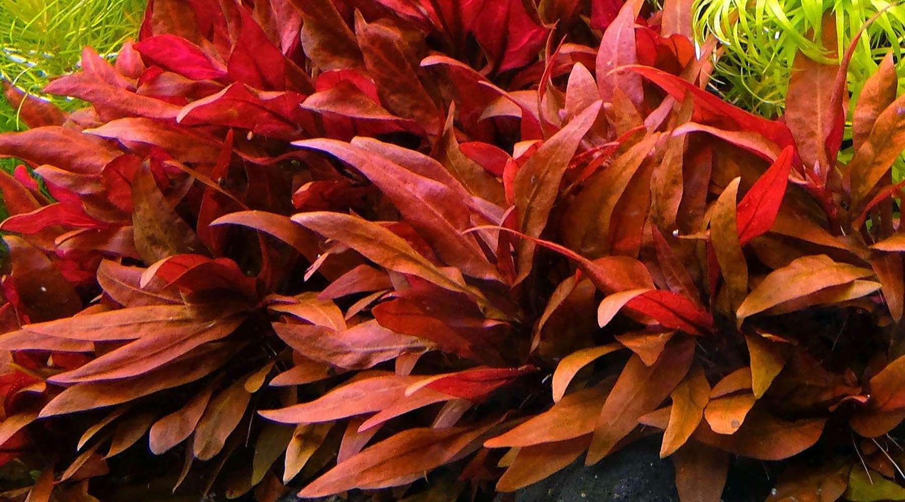 Alternanthera reineckii Mini.