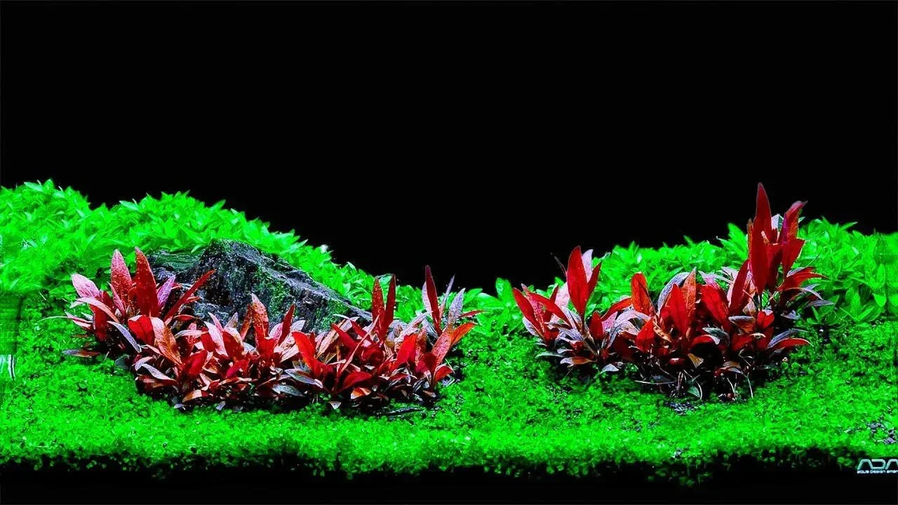 Alternanthera reineckii Mini.