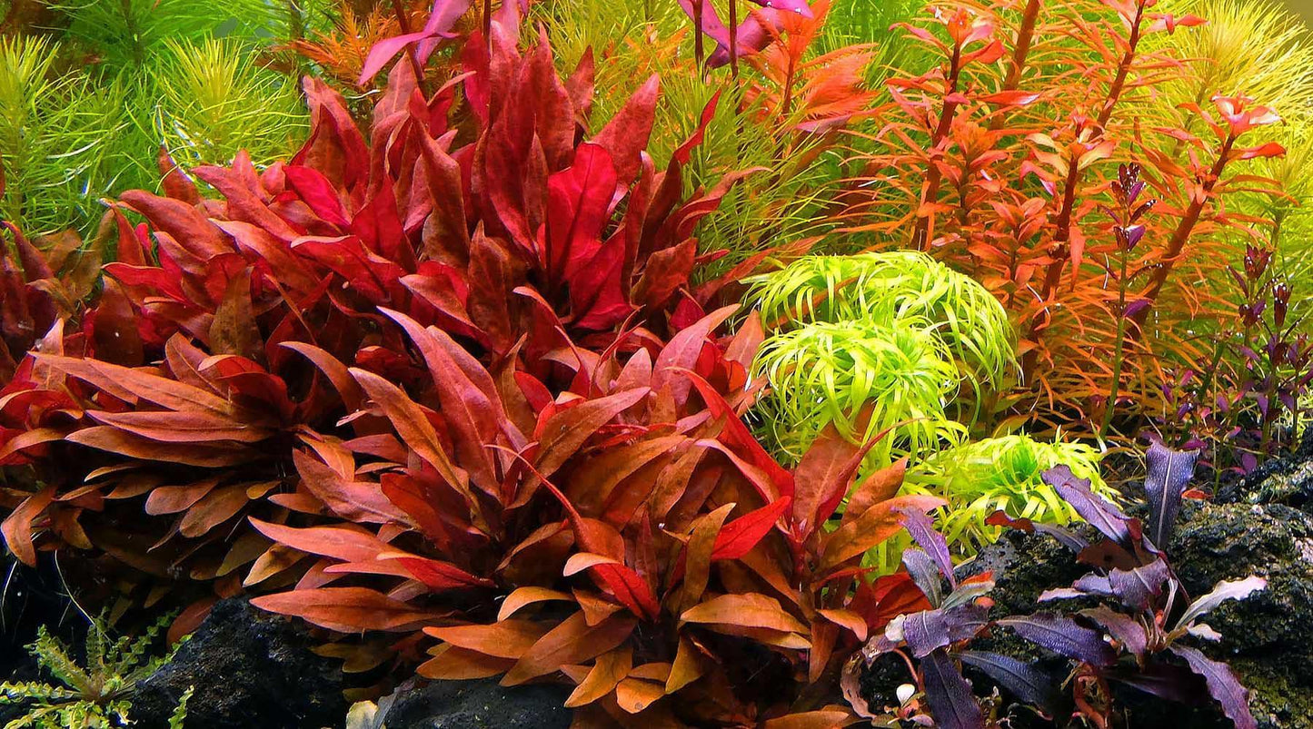 Alternanthera reineckii 'Rosanervig' (Rare) - The Nature Gallery