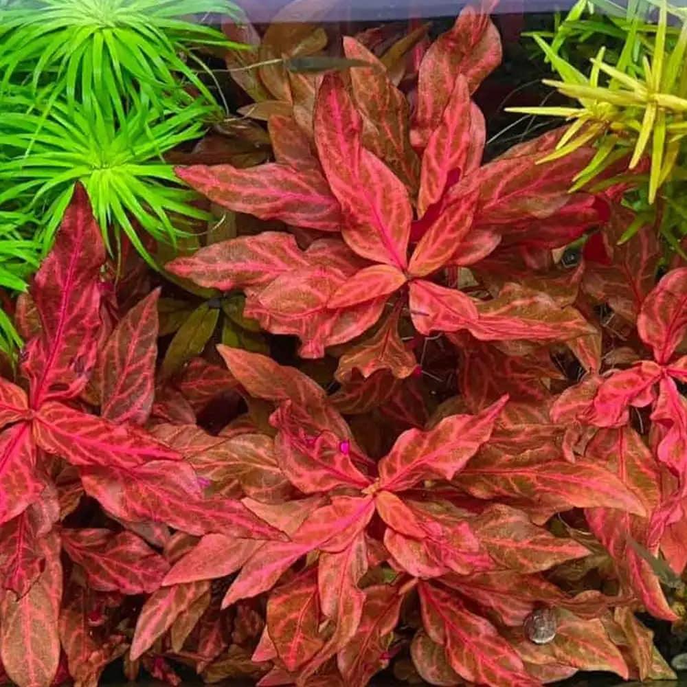 Alternanthera reineckii 'Rosanervig' (Rare) - The Nature Gallery