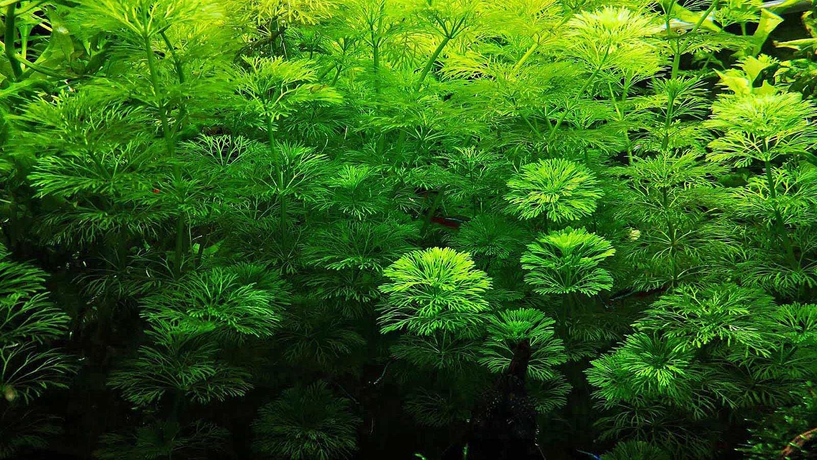 Ambulia (Limnophila indica or Limnophila sessiliflora).