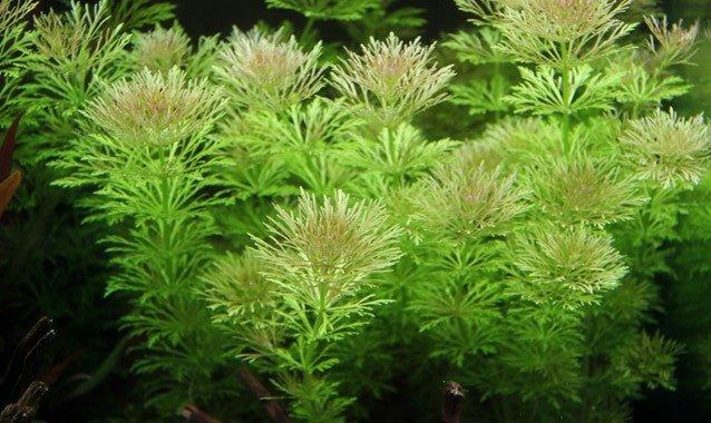 Ambulia (Limnophila indica or Limnophila sessiliflora).