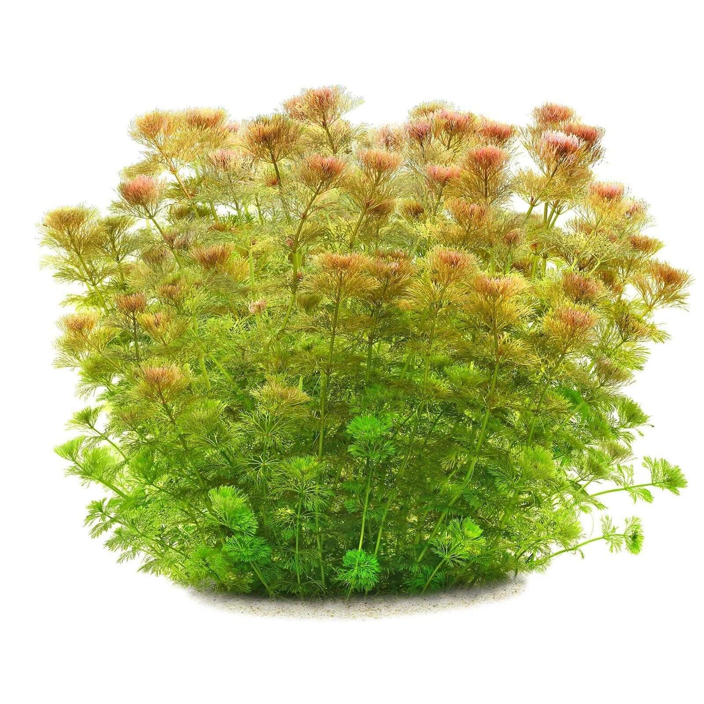 Ambulia (Limnophila indica or Limnophila sessiliflora).