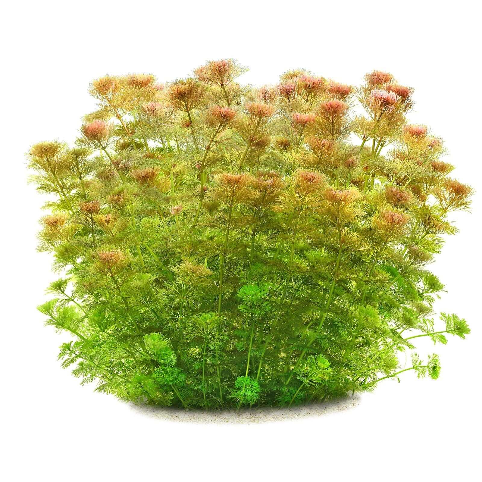 Ambulia (Limnophila indica or Limnophila sessiliflora).