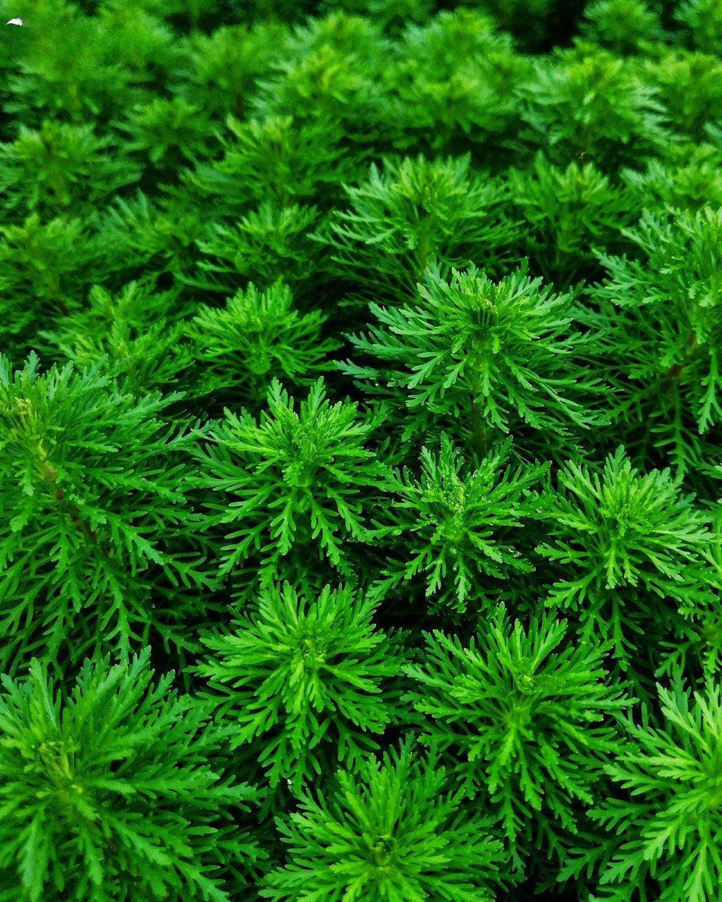 Ambulia (Limnophila indica or Limnophila sessiliflora).