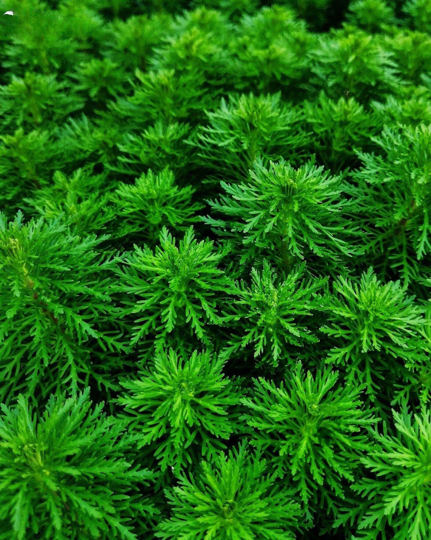 Ambulia (Limnophila indica or Limnophila sessiliflora).