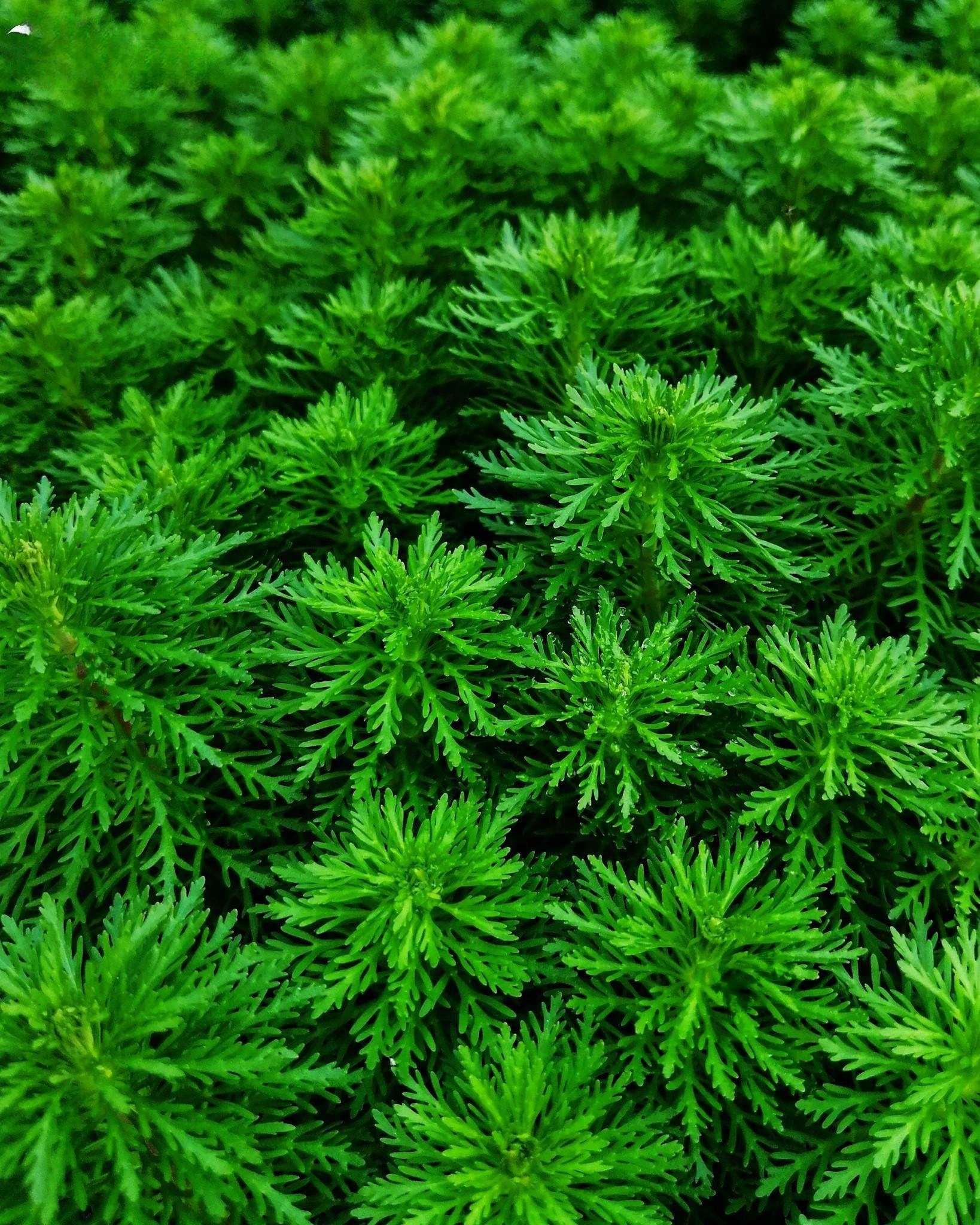 Ambulia (Limnophila indica or Limnophila sessiliflora).