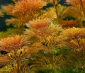 Ambulia (Limnophila indica or Limnophila sessiliflora).