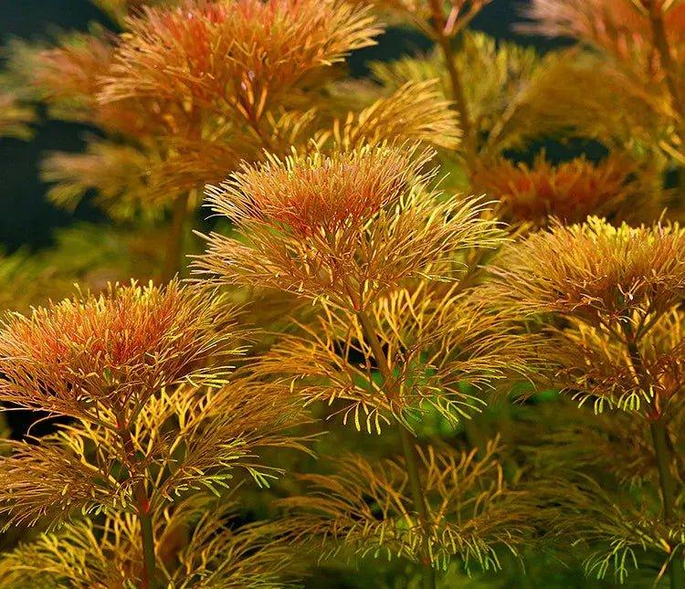 Ambulia (Limnophila indica or Limnophila sessiliflora).