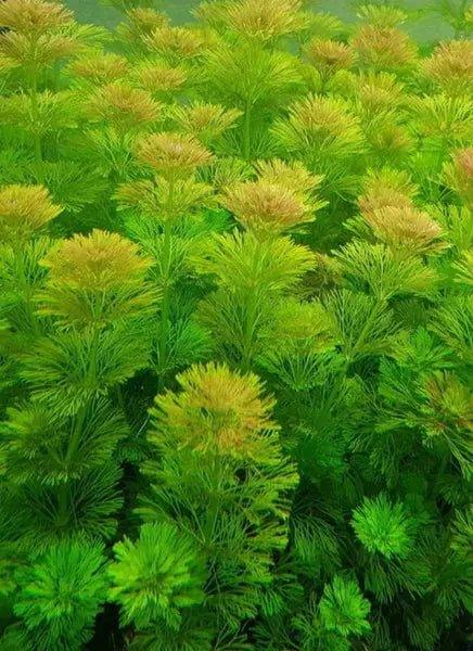 Ambulia (Limnophila indica or Limnophila sessiliflora).