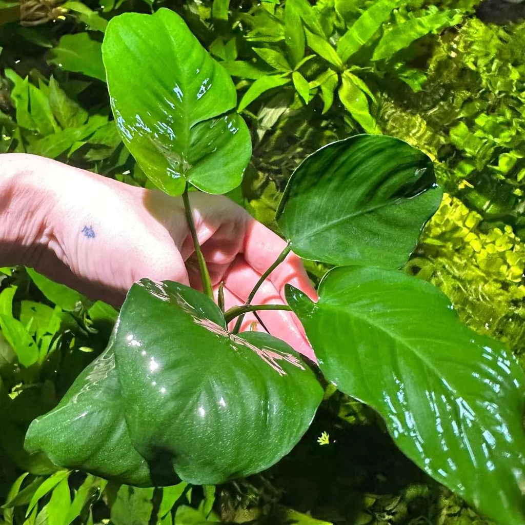 Anubias Barteri var 'Broad leaf' (Uncommon).