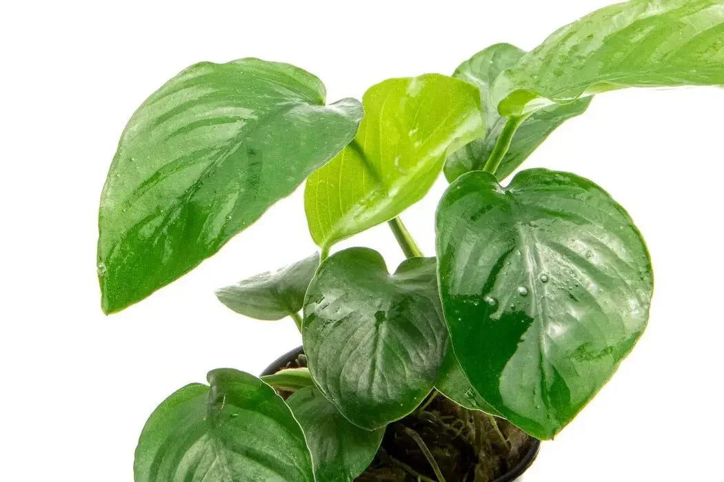 Anubias Barteri var 'Broad leaf' (Uncommon).