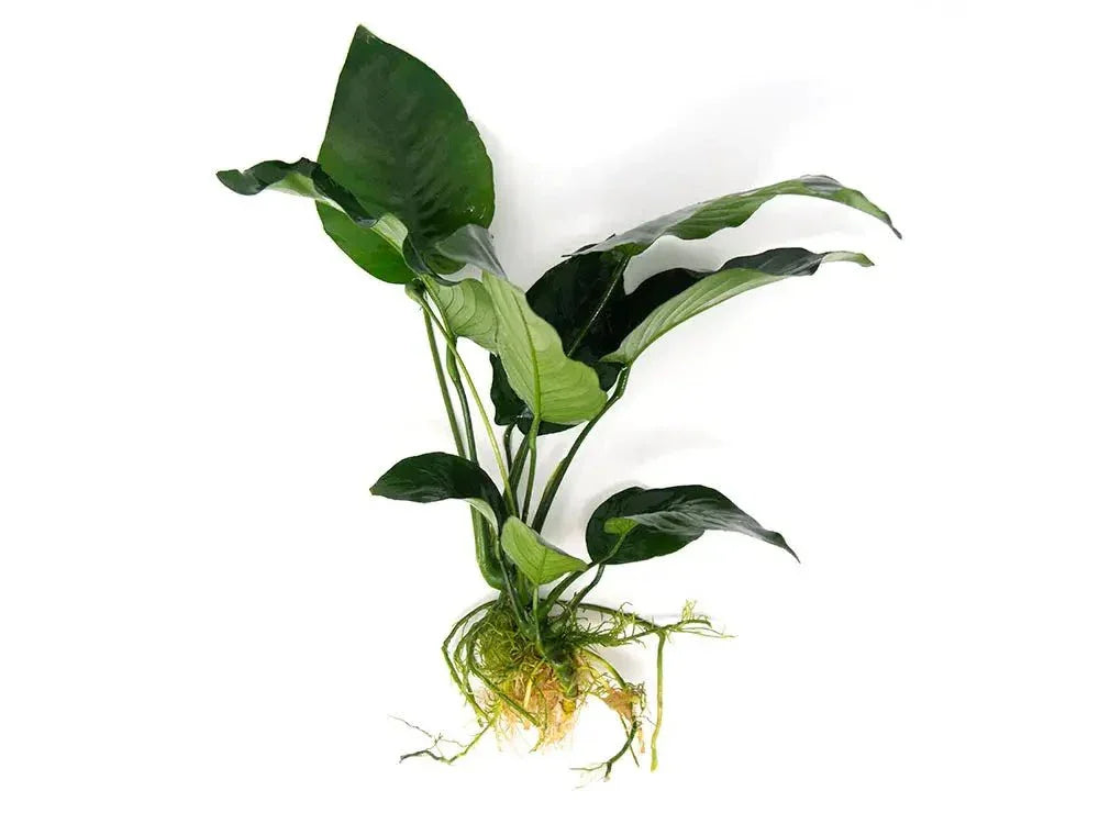 Anubias Barteri var 'Broad leaf' (Uncommon).