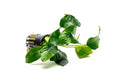 Anubias Barteri var. Nana.