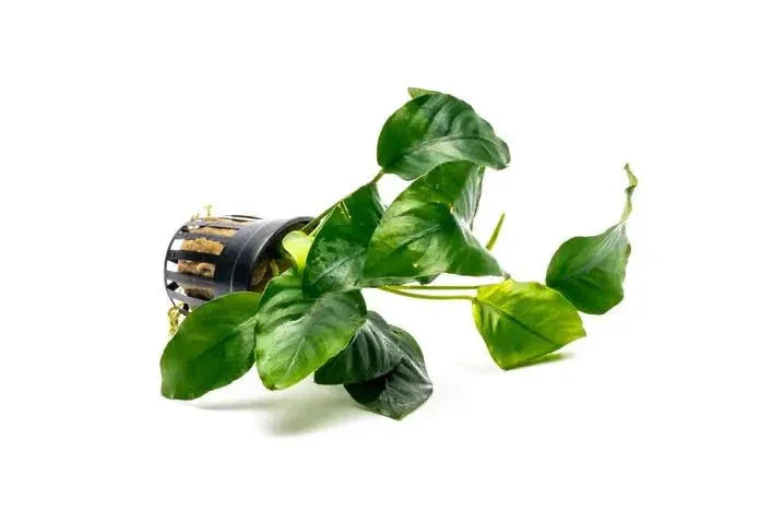 Anubias Barteri var. Nana.