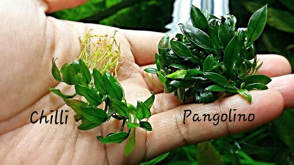 Anubias 'Chilli' (Rare).