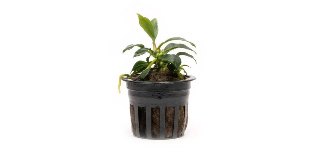 Anubias 'Chilli' (Rare).
