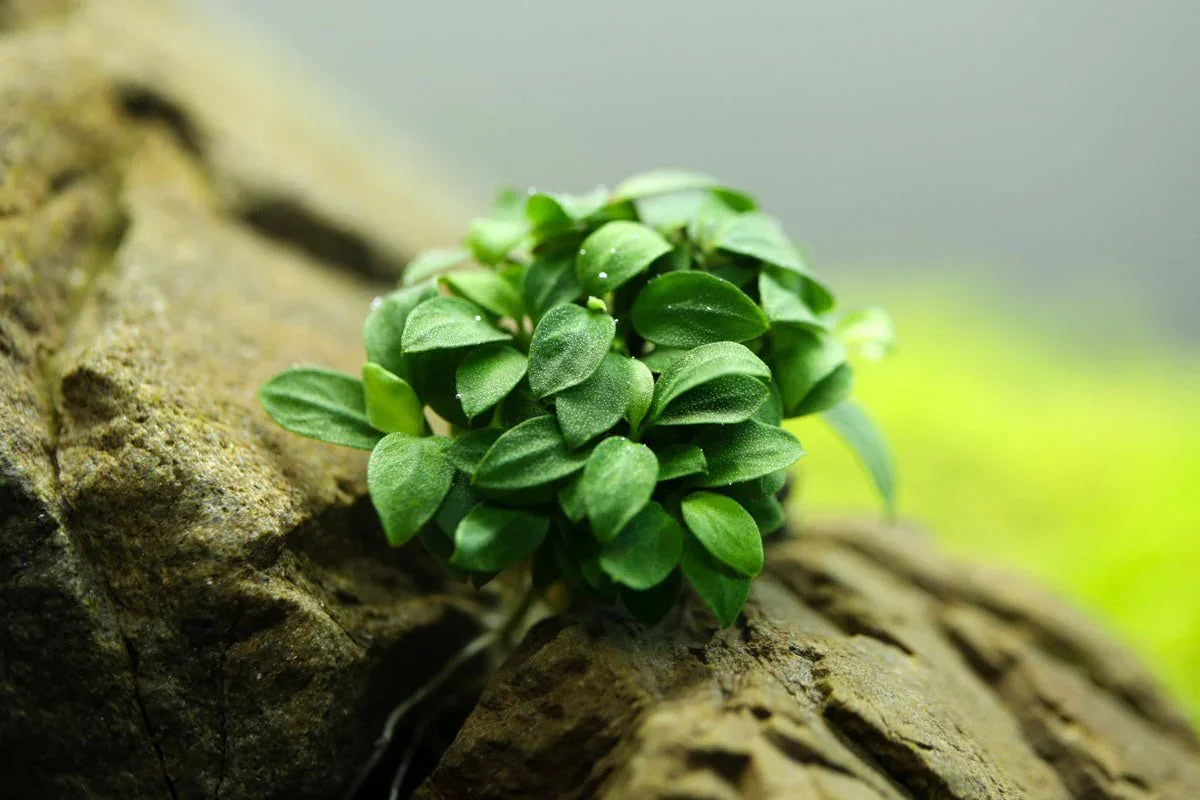 Anubias 'Chilli' (Rare).