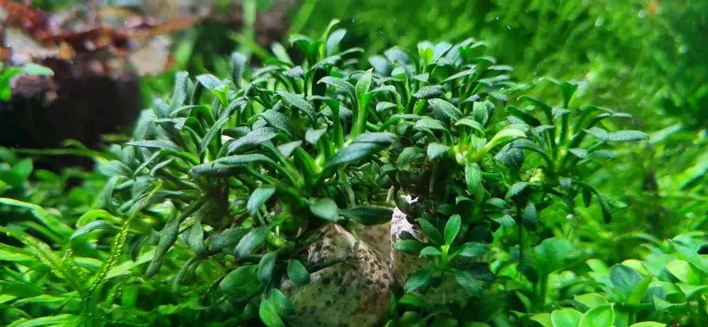 Anubias 'Chilli' (Rare).