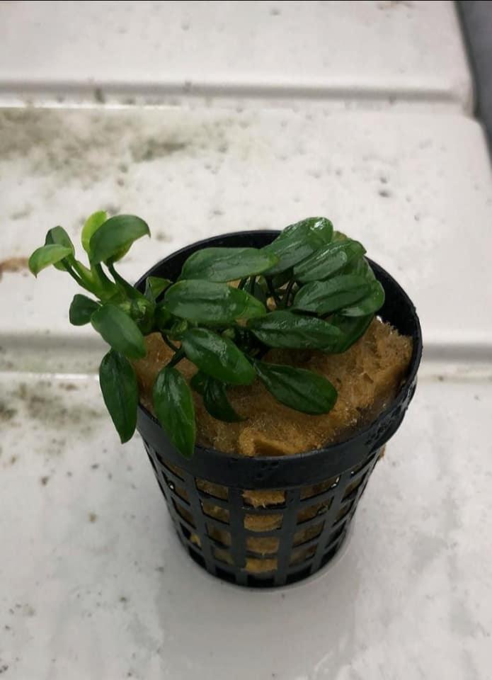 Anubias 'Chilli' (Rare).