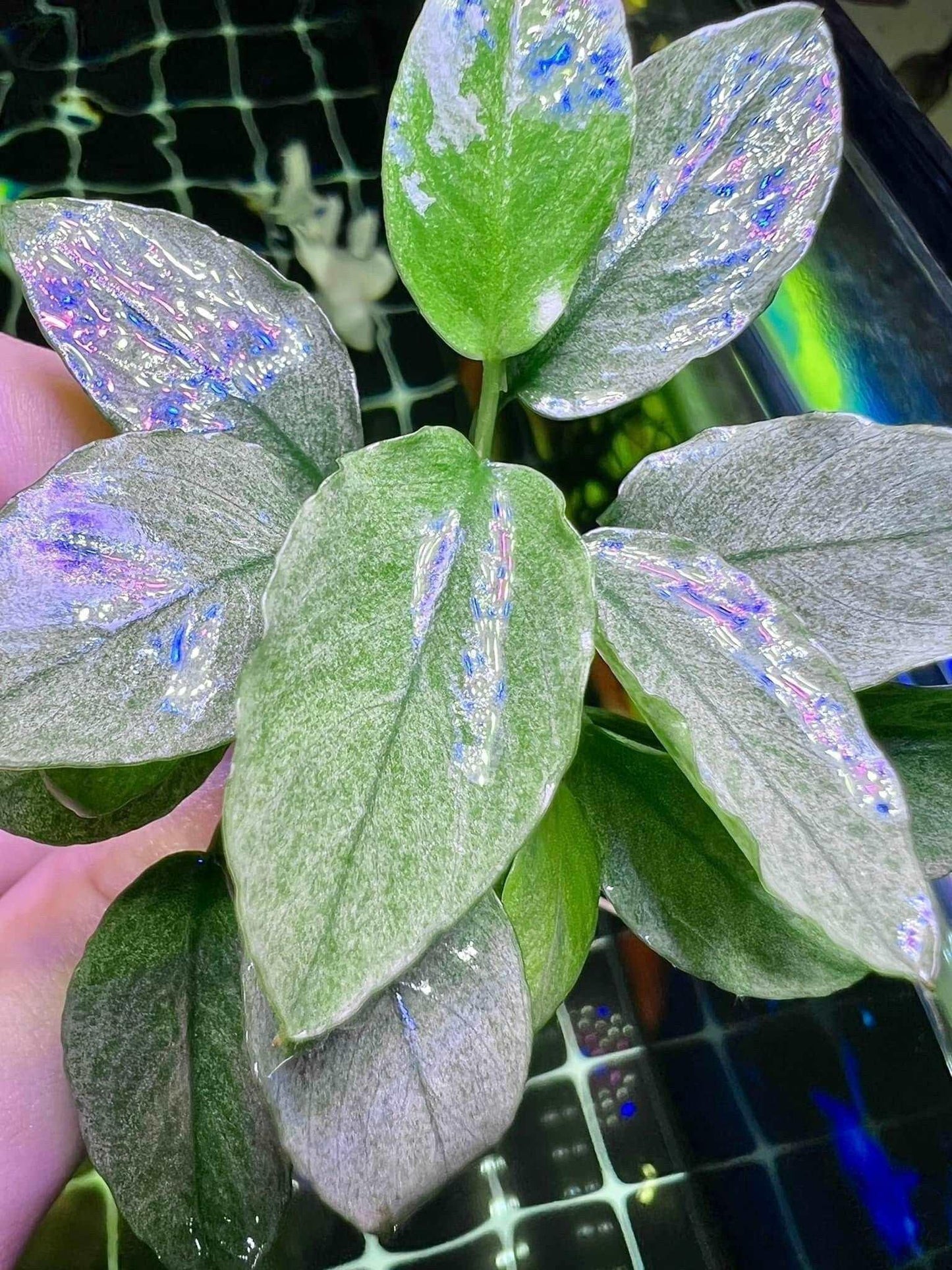Anubias Jade (Super Rare).