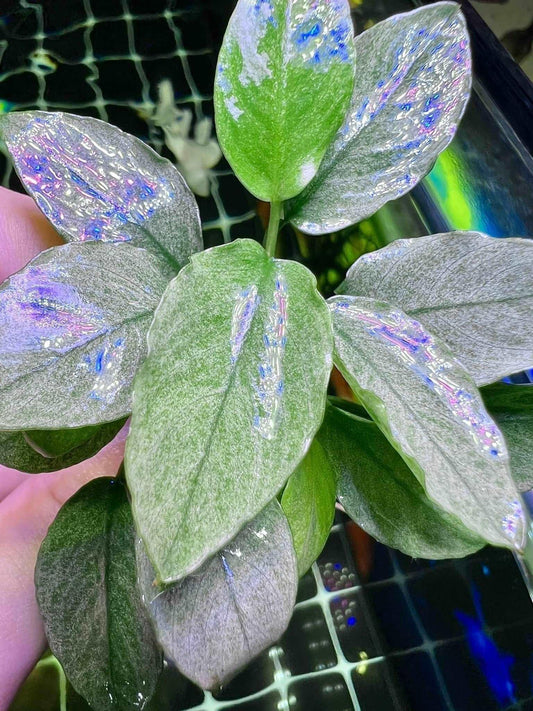 Anubias Jade (Super Rare).
