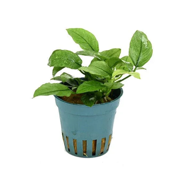 Anubias Jade (Super Rare).