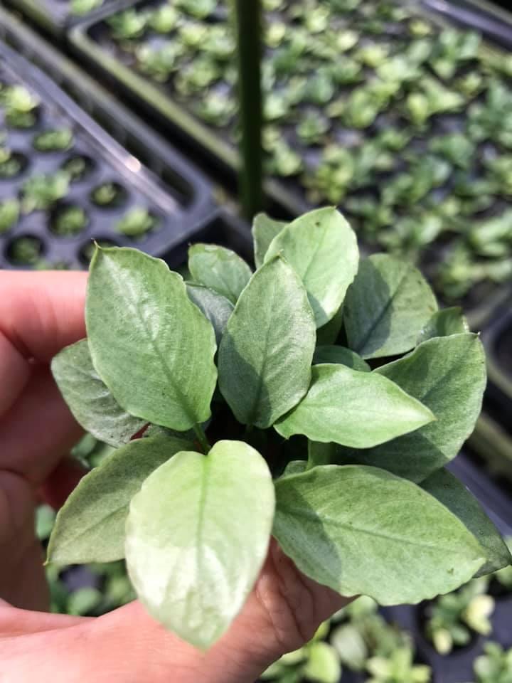Anubias Jade (Super Rare).
