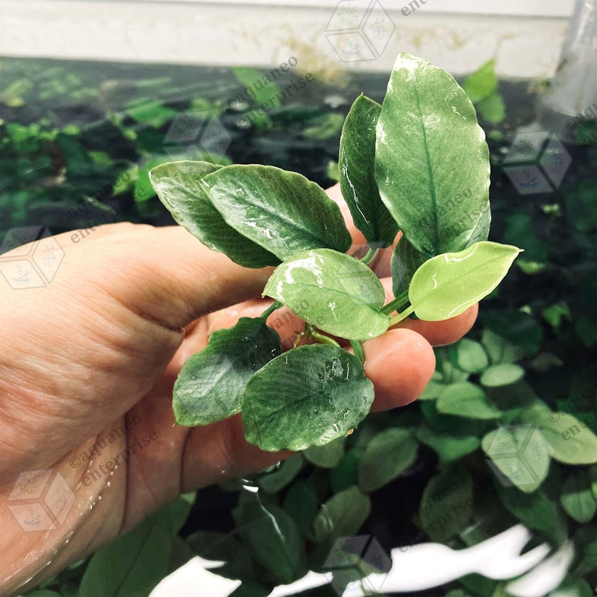 Anubias Jade (Super Rare).