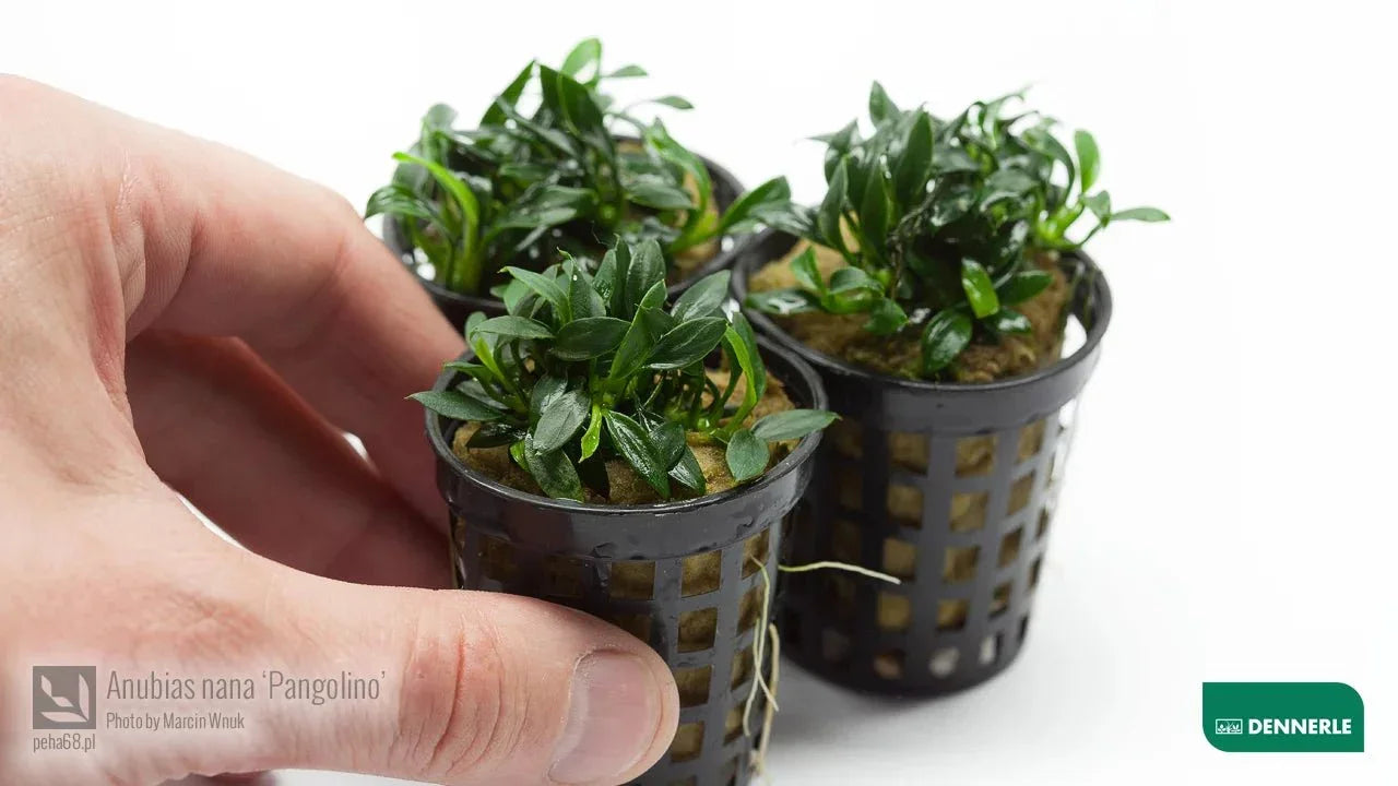 Anubias nana 'Pangolino' (Rare).