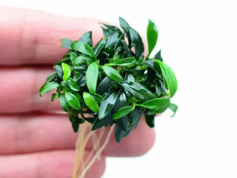 Anubias nana 'Pangolino' (Rare).