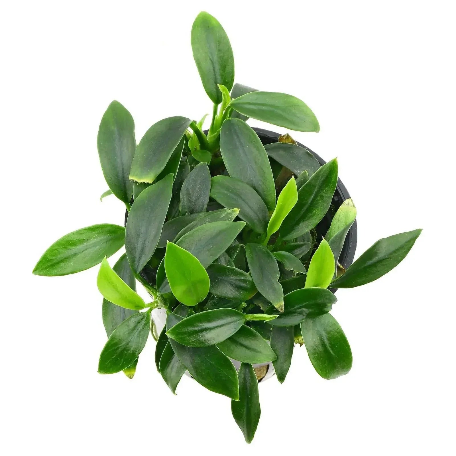 Anubias nana 'Pangolino' (Rare).