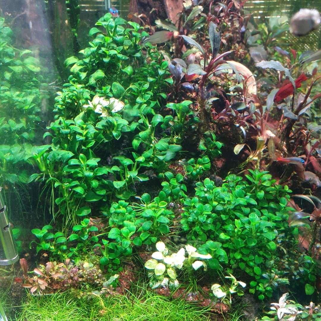 Anubias Nana Petite.