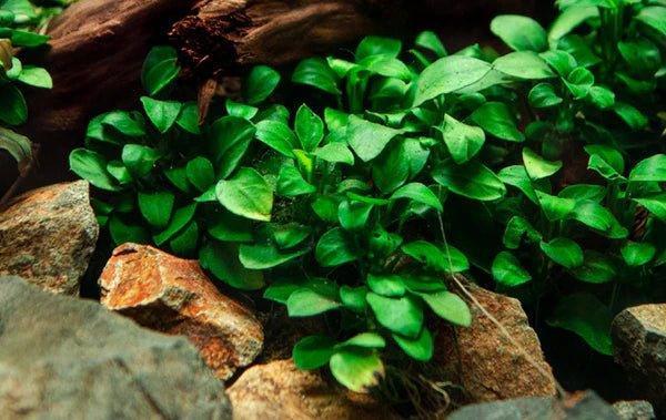 Anubias Nana Petite.