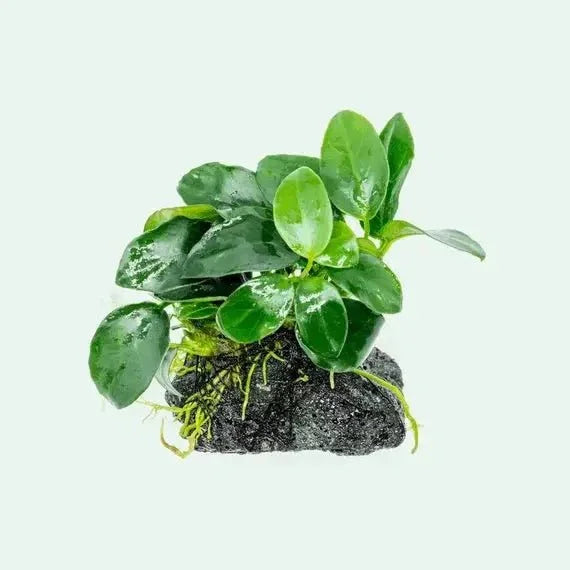 Anubias Nana Petite.