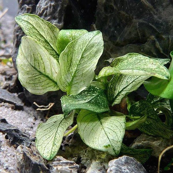 Anubias 'Pinto' (Rare).