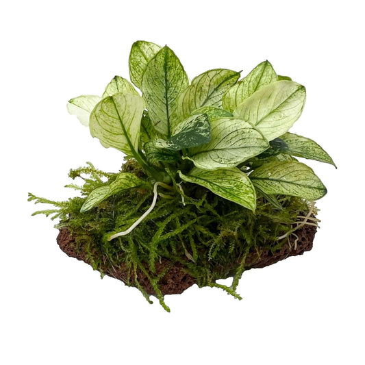 Anubias 'Pinto' (Rare).