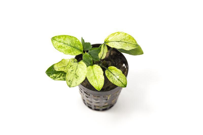 Anubias 'Pinto' (Rare).