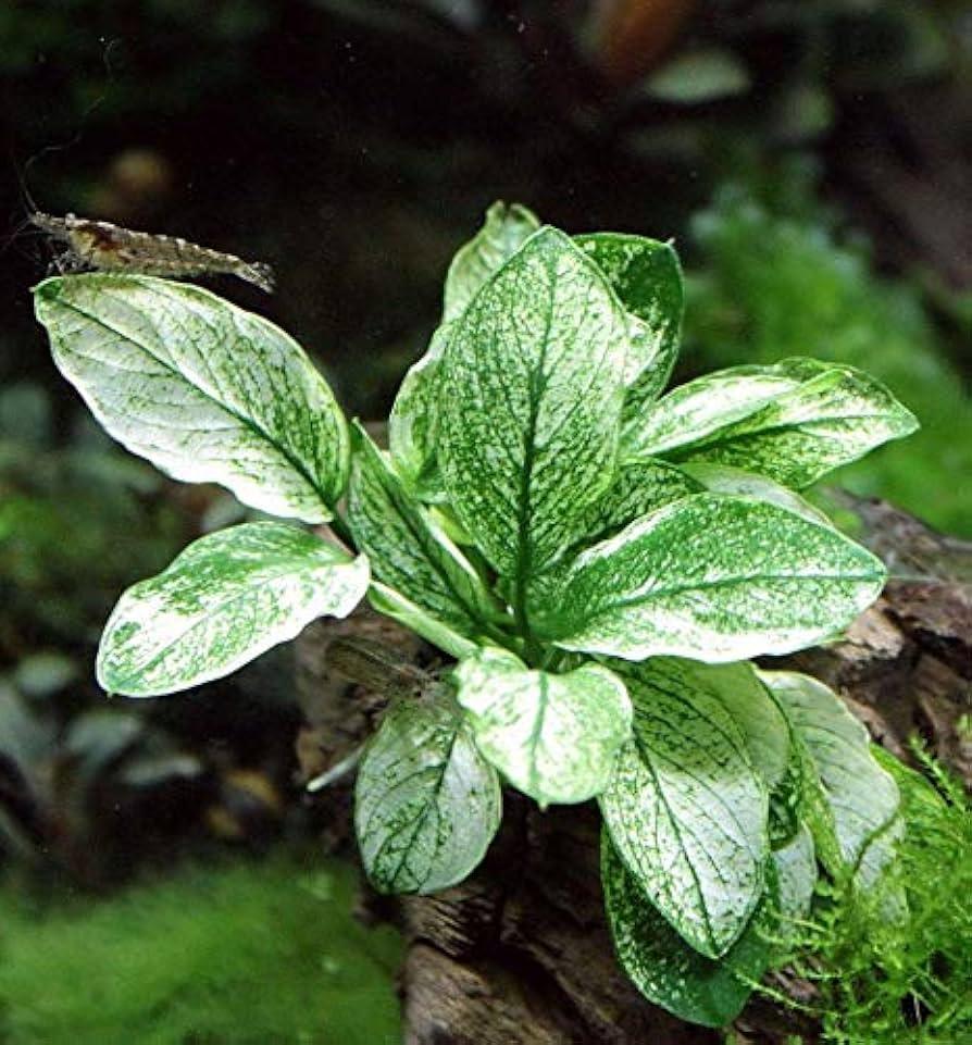 Anubias 'Pinto' (Rare).