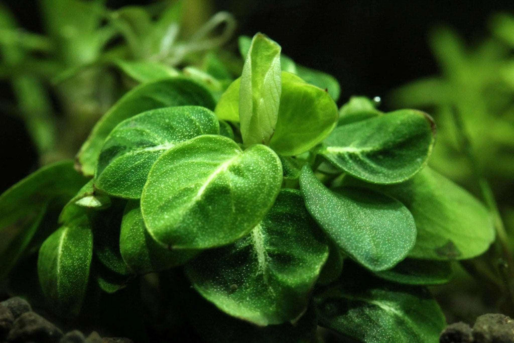 Anubias 'Stardust' (Super Rare).