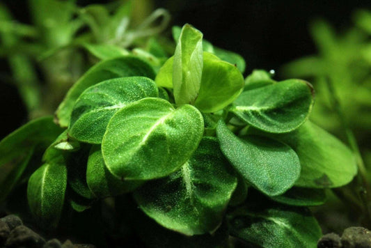 Anubias 'Stardust' (Super Rare).