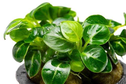 Anubias 'Stardust' (Super Rare).